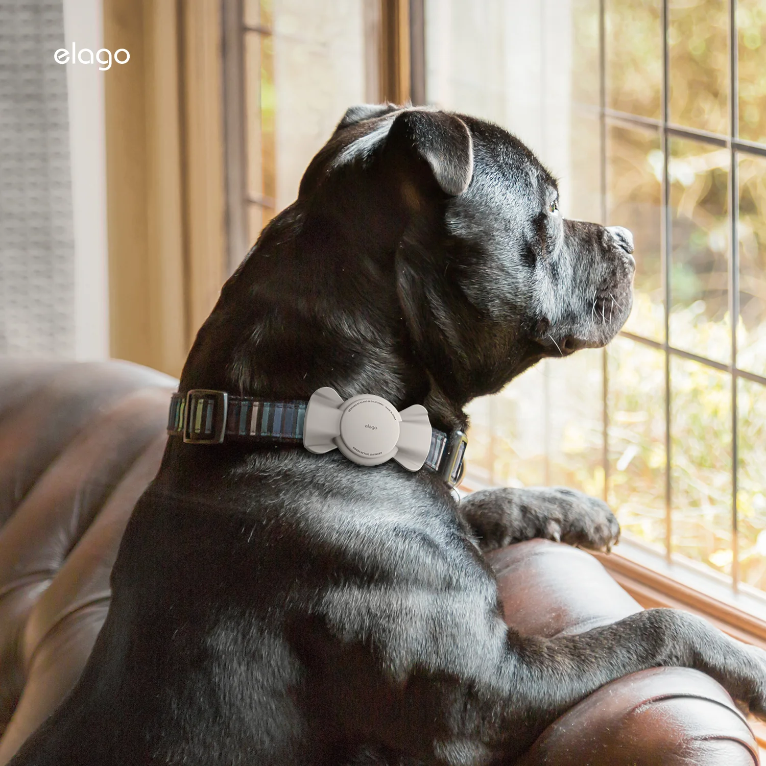 Pet Collar Ribbon Case [3 Colors] - Image 10
